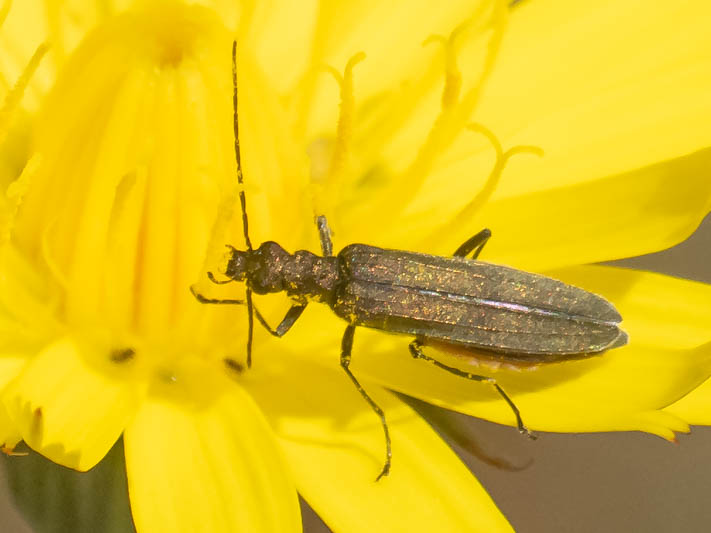 Oedemera lurida-virescens.jpg